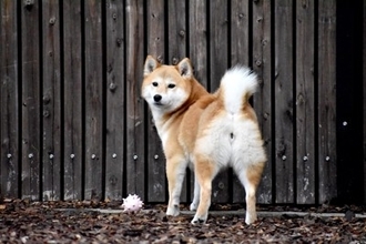 犬の『肛門腺絞り』放置するリスク5選　どのぐらいの頻度でケアすべき？今すぐ病院に行くべきサインまで