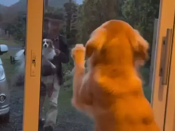 4日ぶりにパパが帰宅→大型犬がドア越しに…思わず泣ける『甘えん坊全開な行動』が話題「愛おしくて涙が…」「ドア壊れちゃいそうｗｗ」