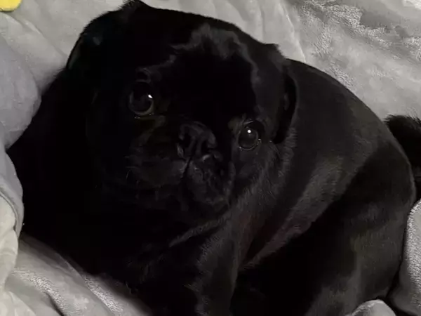 腰痛で寝ていた飼い主→目が覚めると、犬が…泣けてくる『優しさに溢れた行動』に3万いいね集まる「何往復もしたと思うと…」「優しい子」と絶賛