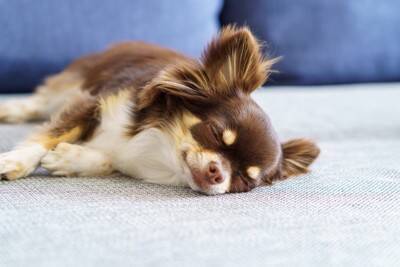 犬の寝相から分かる『性格』5選　寝姿に隠された愛犬の本音や判断する方法までご紹介