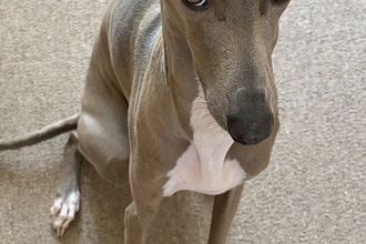 パッキングをしていたら、なぜか犬が『上目遣い』で見てきて…あまりにも愛おしい『まさかの光景』に1万いいね「健気…」「おねだり顔が可愛い」