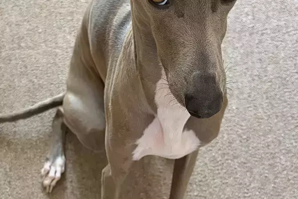 パッキングをしていたら、なぜか犬が『上目遣い』で見てきて…あまりにも愛おしい『まさかの光景』に1万いいね「健気…」「おねだり顔が可愛い」