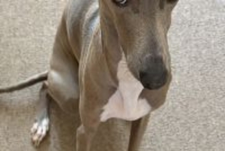 パッキングをしていたら、なぜか犬が『上目遣い』で見てきて…あまりにも愛おしい『まさかの光景』に1万いいね「健気…」「おねだり顔が可愛い」