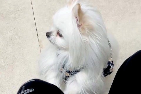 『もしかして注射ですか…？』動物病院の待合室で『他の犬の悲鳴』が聞こえた結果→子どものような『怖がり方』に4万いいね「焦ってて可愛いｗ」