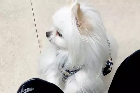 『もしかして注射ですか…？』動物病院の待合室で『他の犬の悲鳴』が聞こえた結果→子どものような『怖がり方』に4万いいね「焦ってて可愛いｗ」