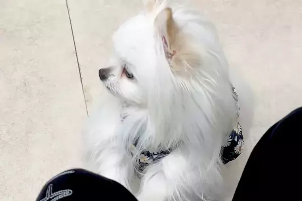 『もしかして注射ですか…？』動物病院の待合室で『他の犬の悲鳴』が聞こえた結果→子どものような『怖がり方』に4万いいね「焦ってて可愛いｗ」