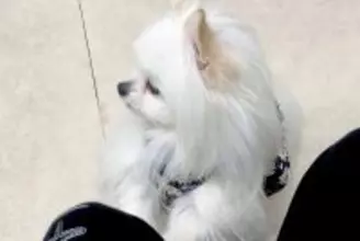 『もしかして注射ですか…？』動物病院の待合室で『他の犬の悲鳴』が聞こえた結果→子どものような『怖がり方』に4万いいね「焦ってて可愛いｗ」