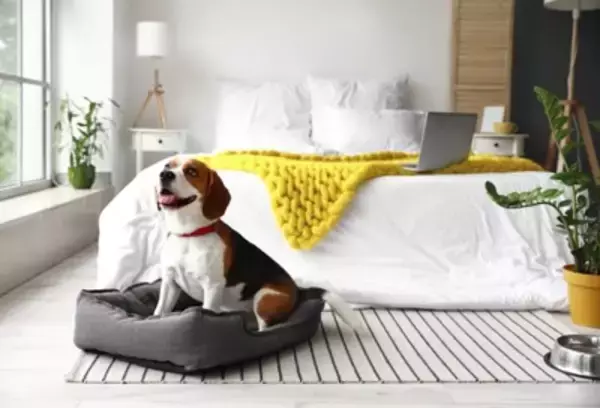 犬にとって絶対NGな『寝床』５選　愛犬に悪影響を与えることも？避けるべき睡眠環境とは