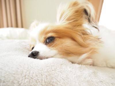 犬にとって絶対NGな『寝床』５選　愛犬に悪影響を与えることも？避けるべき睡眠環境とは