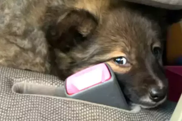 『怯えた顔』をした保護子犬→愛情を込めて、大切に育てた結果…素敵すぎる『表情の違い』に反響「笑顔全開でかわいい」「ありがとう」称賛の声も
