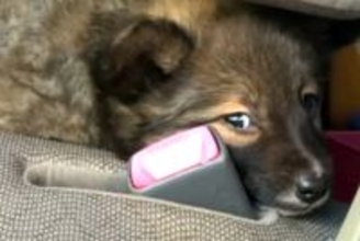 『怯えた顔』をした保護子犬→愛情を込めて、大切に育てた結果…素敵すぎる『表情の違い』に反響「笑顔全開でかわいい」「ありがとう」称賛の声も