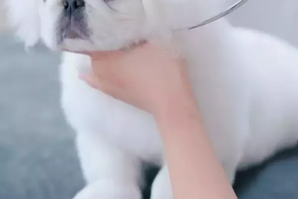 初めてトリミングをする『ボサボサの子犬』→毛をカットしている途中で…大物の予感がする『まさかの光景』に悶絶「鼻ぷぅぷぅ」「全部が可愛い」