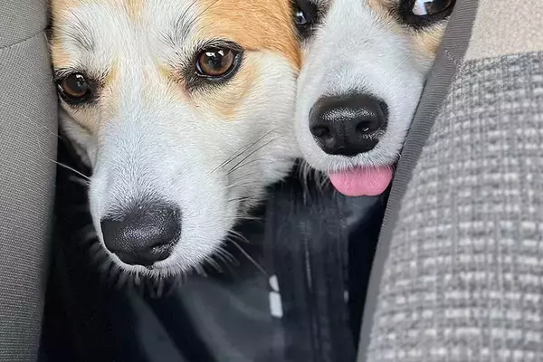 ウキウキ笑顔でドッグランに出かけた2匹の犬→帰りの車内で…人間の子どものような『愛おしい光景』に2万いいね「無邪気すぎ」「癒やされた」