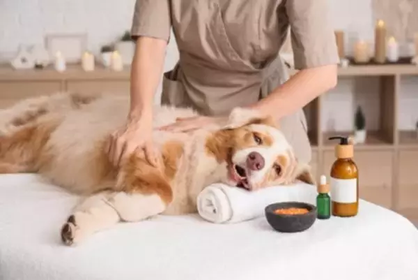 犬が喜ぶ『マッサージ方法』５選　愛犬にリラックスしてもらうための触り方や注意点まで