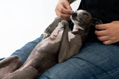 犬が喜ぶ『マッサージ方法』５選　愛犬にリラックスしてもらうための触り方や注意点まで