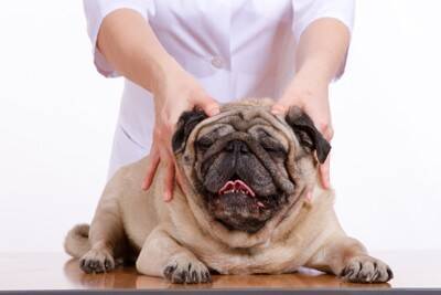 犬が喜ぶ『マッサージ方法』５選　愛犬にリラックスしてもらうための触り方や注意点まで