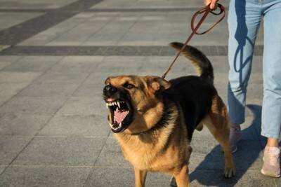 犬が人や物を『独り占めしたい』ときにする行動4つ　執着心が強すぎる場合の対処法まで