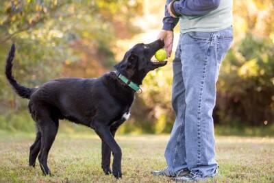 犬が人や物を『独り占めしたい』ときにする行動4つ　執着心が強すぎる場合の対処法まで