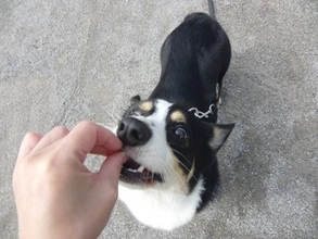 犬におすすめな『ご褒美のあげ方』5つ　しつけに役立つ与え方や一日の適正量まで