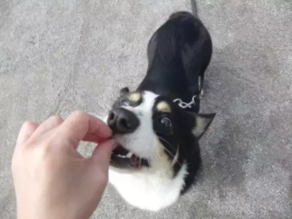 犬におすすめな『ご褒美のあげ方』5つ　しつけに役立つ与え方や一日の適正量まで