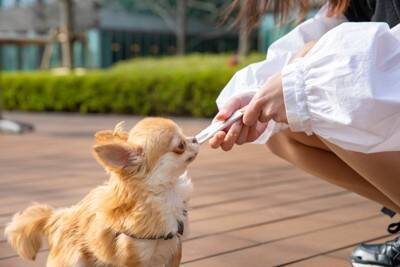 犬におすすめな『ご褒美のあげ方』5つ　しつけに役立つ与え方や一日の適正量まで