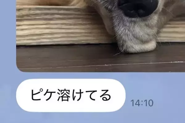 夏休みで家にいる娘からLINE→『大型犬が溶けてる』と写真が送られてきていて…『愛おしい一枚』に1万いいね「たぷたぷで草」「無防備ｗｗ」