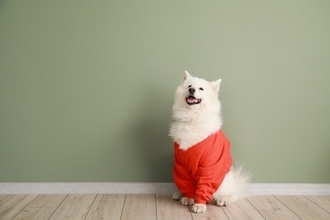 犬に『洋服』って着せた方がいいの？メリット・デメリットとは？スムーズに着用させるコツまで