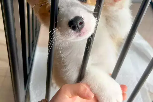 ケージの隙間から顔を出す『赤ちゃん犬』→2ヶ月後、成長すると…自分の大きさを勘違いしている光景に反響「思わず笑った」「お顔がたまらんｗ」