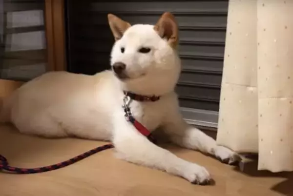 犬が『雷に驚いてしまった』結果…可愛すぎる『怖がり方』が102万再生を突破「愛おしい存在」「不安で甘えてくるの尊すぎ…」と悶絶の声