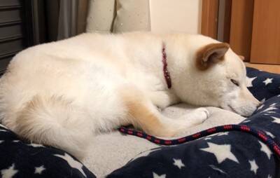 犬が『雷に驚いてしまった』結果…可愛すぎる『怖がり方』が102万再生を突破「愛おしい存在」「不安で甘えてくるの尊すぎ…」と悶絶の声