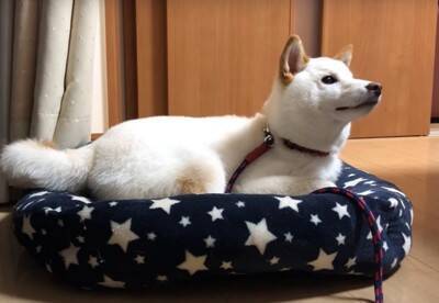 犬が『雷に驚いてしまった』結果…可愛すぎる『怖がり方』が102万再生を突破「愛おしい存在」「不安で甘えてくるの尊すぎ…」と悶絶の声