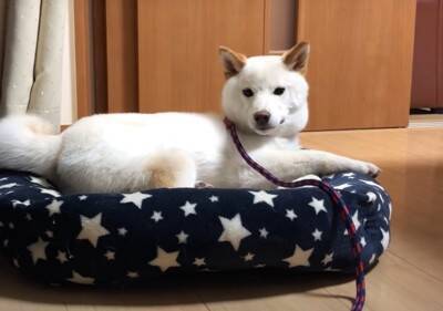 犬が『雷に驚いてしまった』結果…可愛すぎる『怖がり方』が102万再生を突破「愛おしい存在」「不安で甘えてくるの尊すぎ…」と悶絶の声