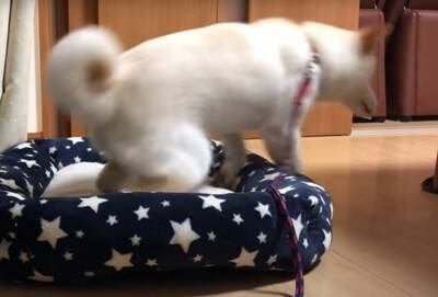 犬が『雷に驚いてしまった』結果…可愛すぎる『怖がり方』が102万再生を突破「愛おしい存在」「不安で甘えてくるの尊すぎ…」と悶絶の声