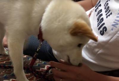 犬が『雷に驚いてしまった』結果…可愛すぎる『怖がり方』が102万再生を突破「愛おしい存在」「不安で甘えてくるの尊すぎ…」と悶絶の声