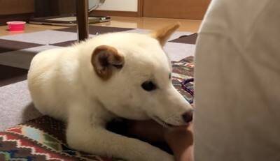 犬が『雷に驚いてしまった』結果…可愛すぎる『怖がり方』が102万再生を突破「愛おしい存在」「不安で甘えてくるの尊すぎ…」と悶絶の声