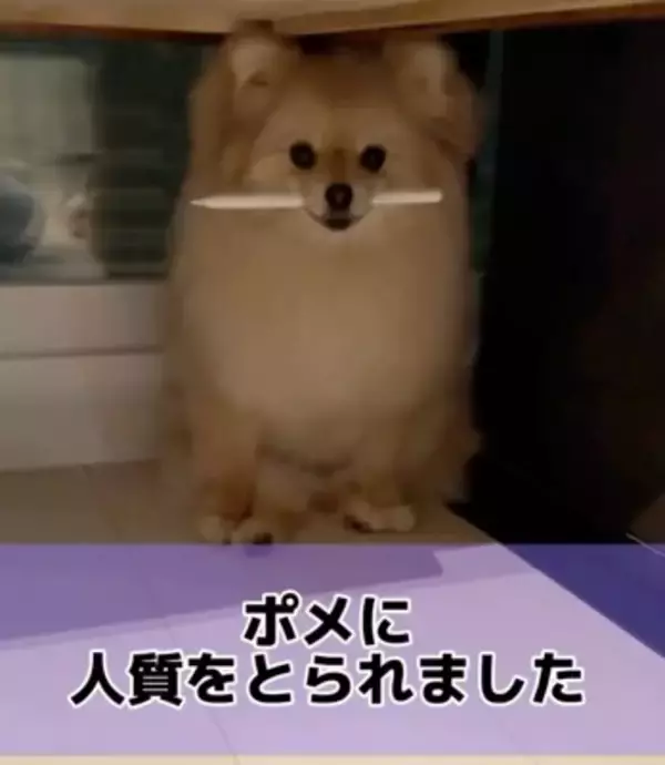 犬が『Apple pencil』を人質に…必死の交渉とまさかの結末が36万再生「取られて困るもの理解してるｗ」「私はAirPodsを…」共感と爆笑の声