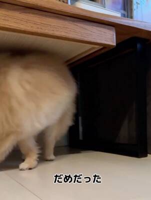 犬が『Apple pencil』を人質に…必死の交渉とまさかの結末が36万再生「取られて困るもの理解してるｗ」「私はAirPodsを…」共感と爆笑の声