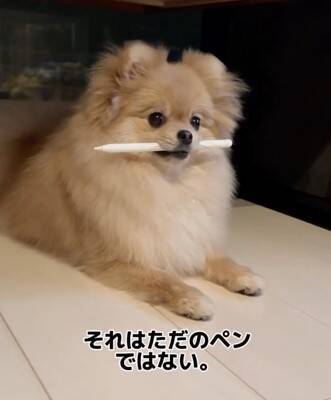 犬が『Apple pencil』を人質に…必死の交渉とまさかの結末が36万再生「取られて困るもの理解してるｗ」「私はAirPodsを…」共感と爆笑の声