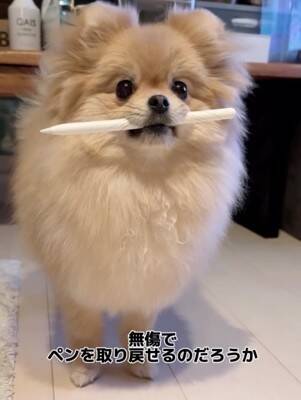 犬が『Apple pencil』を人質に…必死の交渉とまさかの結末が36万再生「取られて困るもの理解してるｗ」「私はAirPodsを…」共感と爆笑の声