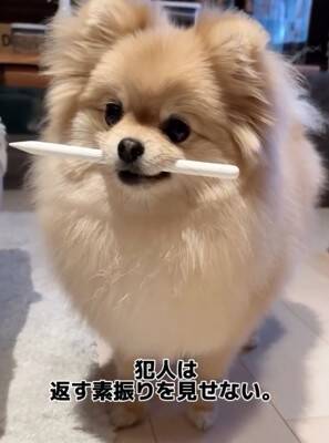 犬が『Apple pencil』を人質に…必死の交渉とまさかの結末が36万再生「取られて困るもの理解してるｗ」「私はAirPodsを…」共感と爆笑の声
