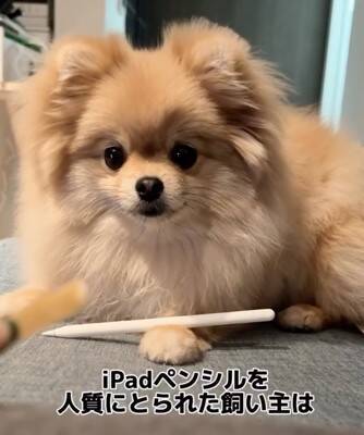 犬が『Apple pencil』を人質に…必死の交渉とまさかの結末が36万再生「取られて困るもの理解してるｗ」「私はAirPodsを…」共感と爆笑の声