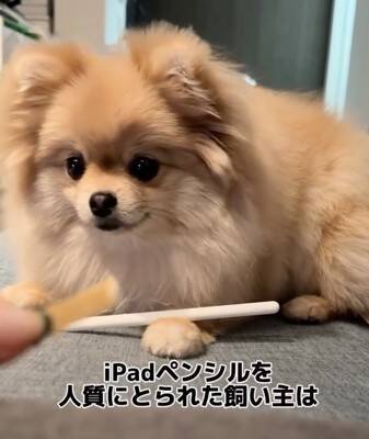 犬が『Apple pencil』を人質に…必死の交渉とまさかの結末が36万再生「取られて困るもの理解してるｗ」「私はAirPodsを…」共感と爆笑の声
