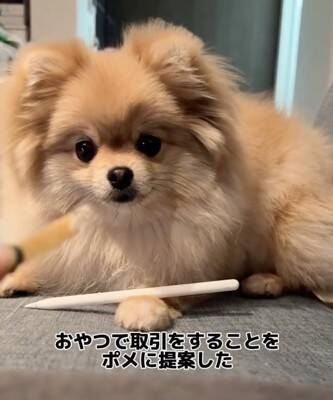 犬が『Apple pencil』を人質に…必死の交渉とまさかの結末が36万再生「取られて困るもの理解してるｗ」「私はAirPodsを…」共感と爆笑の声