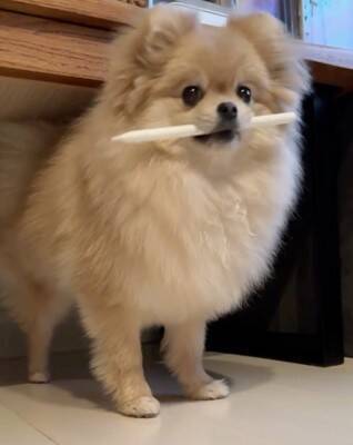 犬が『Apple pencil』を人質に…必死の交渉とまさかの結末が36万再生「取られて困るもの理解してるｗ」「私はAirPodsを…」共感と爆笑の声