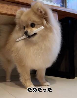 犬が『Apple pencil』を人質に…必死の交渉とまさかの結末が36万再生「取られて困るもの理解してるｗ」「私はAirPodsを…」共感と爆笑の声