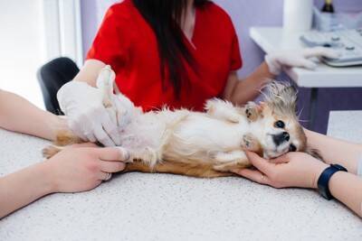 犬の病院代は年間でどれくらい必要？検査や予防にかかる費用の目安から医療費を抑える秘訣まで