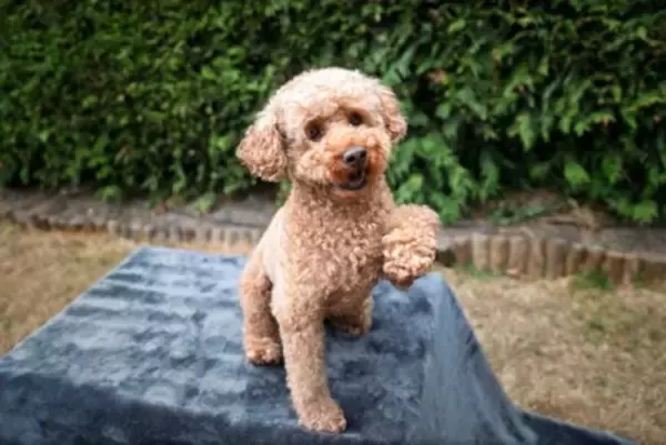 犬が『片足を上げる』理由４選　絶対見逃したくない危険な病気や病院へ行くべきタイミングまで