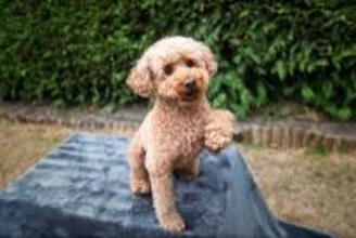 犬が『片足を上げる』理由４選　絶対見逃したくない危険な病気や病院へ行くべきタイミングまで