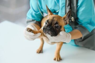 犬が『片足を上げる』理由４選　絶対見逃したくない危険な病気や病院へ行くべきタイミングまで