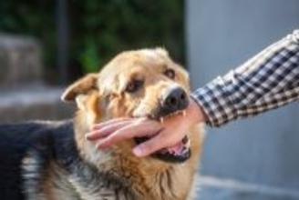 犬が『人に噛みつく』理由9選　噛み癖がついてしまう要因や止めさせるためにすべきことまで
